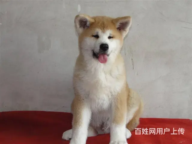 直销日系秋田犬 毛色佳品相好血统纯正 - 图片 1