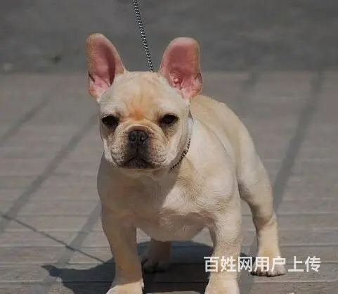 出售极品 法国斗牛犬幼犬外地可空运已驱虫 - 图片 3