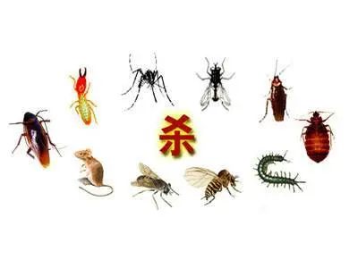 乐至白蚁防治公司，安岳白蚁防治公司，资阳杀白蚁公司 - 图片 1