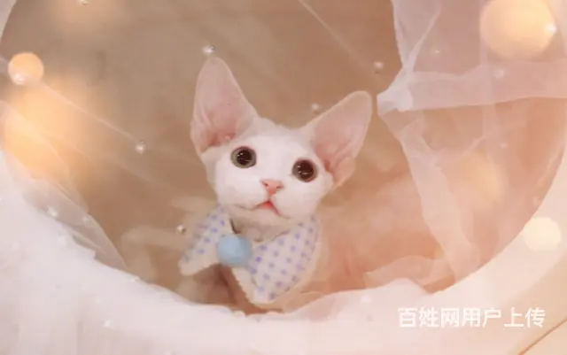 哪里有卖德文卷毛猫的 性格好 不掉毛 高端人士首选 - 图片 5
