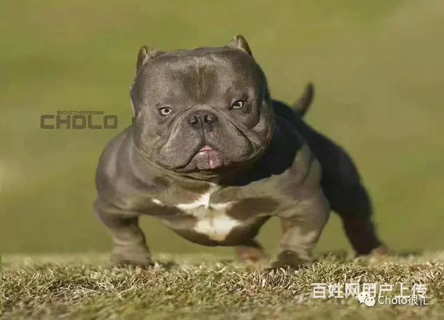 宿迁恶霸犬 - 图片 2