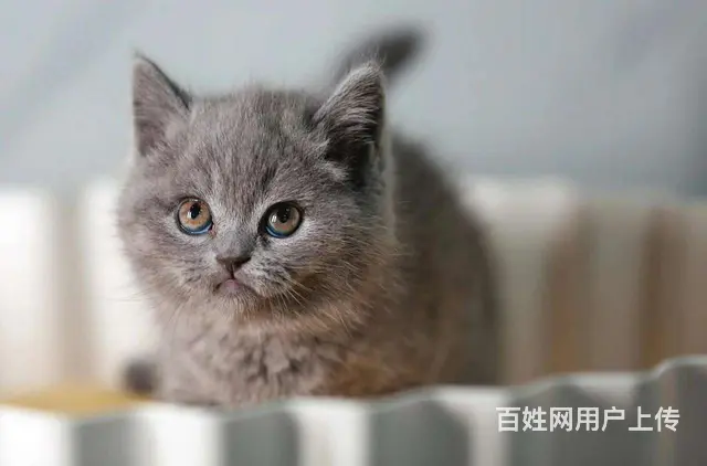 哪里有蓝猫卖的 蓝胖子多少钱一只 蓝猫温顺吗 - 图片 3