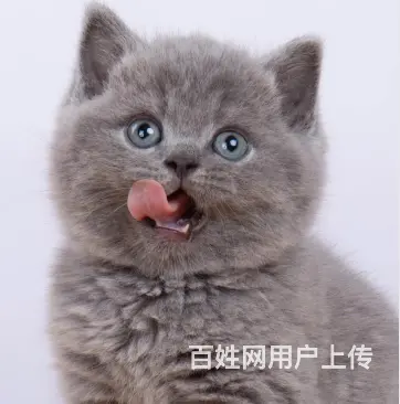 蓝猫蓝胖子多少钱一只 几个月发腮 图片价格 - 图片 3
