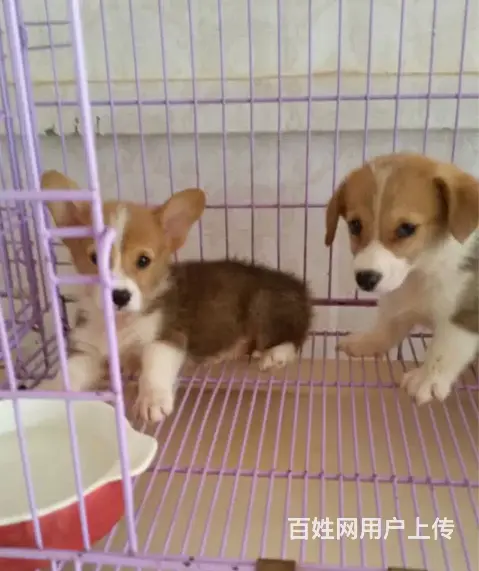 天门柯基犬舍位置 本地柯基犬舍地址在哪儿 - 图片 7