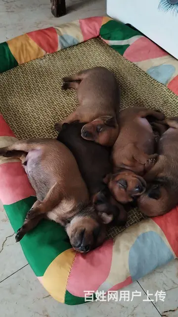 宠物小鹿犬活泼可爱 - 图片 2