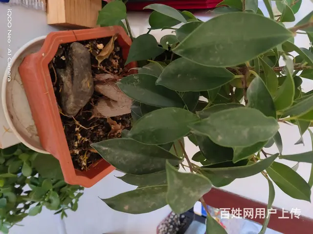 家里花太多了，有喜欢的可以电联电话联系 - 图片 1