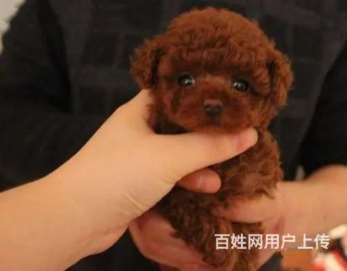 泰迪 纯种健康泰迪犬 卷毛贵宾犬公母全可挑选 - 图片 3