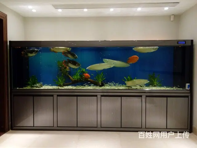 广州天河上门清洗鱼缸，珠江新城清洗鱼缸维修鱼病防治 - 图片 1