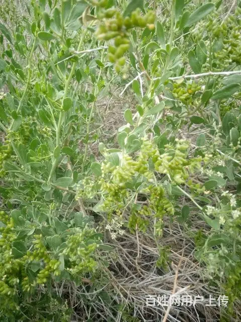 甘肃白刺种植基地 白刺种子种子繁育公司 白刺种子产 - 图片 4