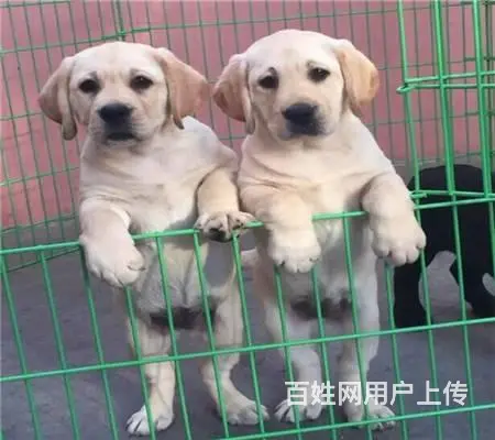 纯种拉布拉多犬 正规基地繁殖出售拉拉幼犬 - 图片 10
