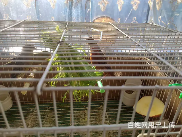 青玉桂皮 - 图片 1