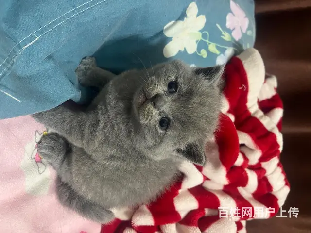 出售自家繁殖蓝猫3只胖虎无病选 - 图片 5