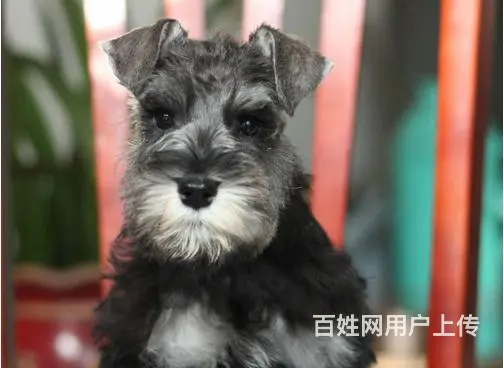 宿迁卖雪纳瑞的狗场，小雪纳瑞多少钱一只 - 图片 2