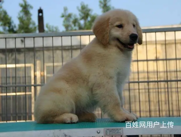 金毛犬--赛级金毛犬-支持送货上门 - 图片 8