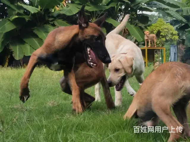 广州白云区训犬宠物狗狗训练训犬培训学校 - 图片