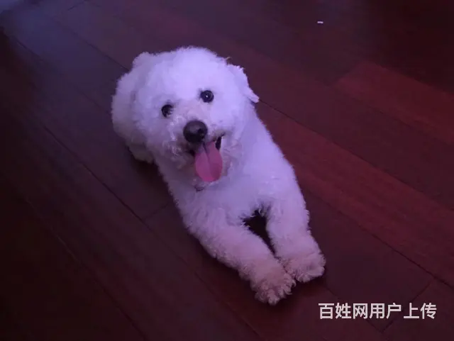 寻狗小比熊一只 - 图片 2