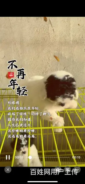灰白花泰迪 - 图片 1