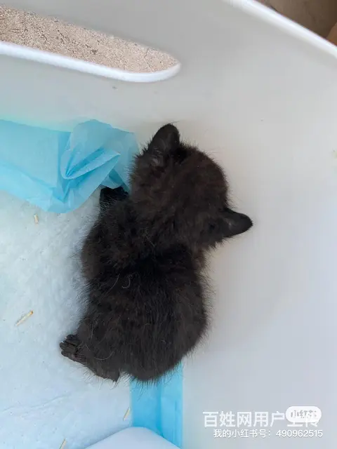 【搞定了！】泉州鲤城两只小奶猫求免费领养人 - 图片 2