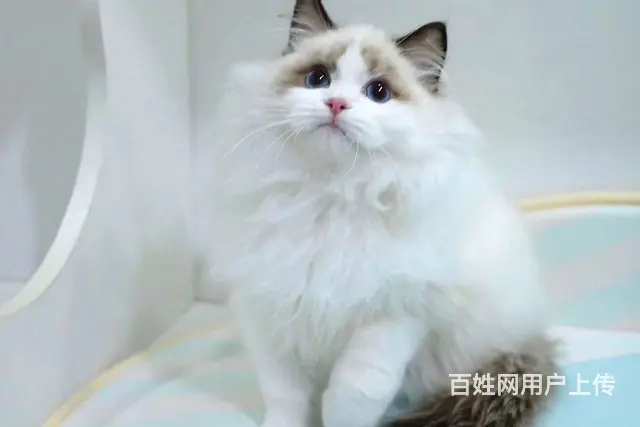 哪里有卖海双布偶猫的 布偶猫掉毛吗 温顺黏人哦 - 图片 6