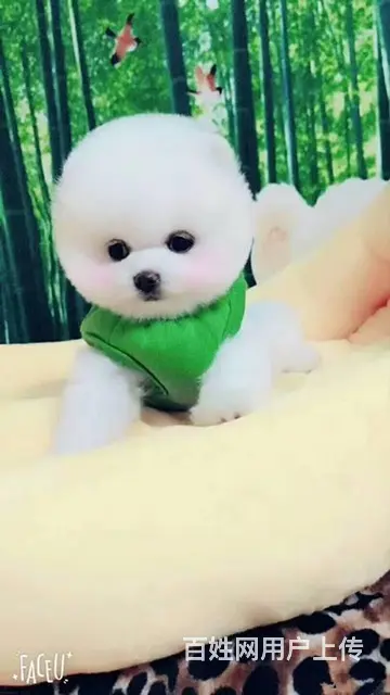 纯种赛级博美幼犬、包健康现场检测、不纯全额退款 - 图片 5