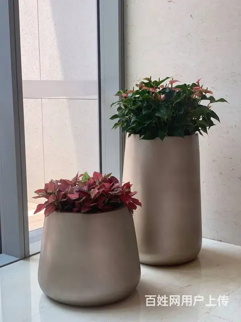 中山室内外办公室绿植花卉租摆 - 图片 5