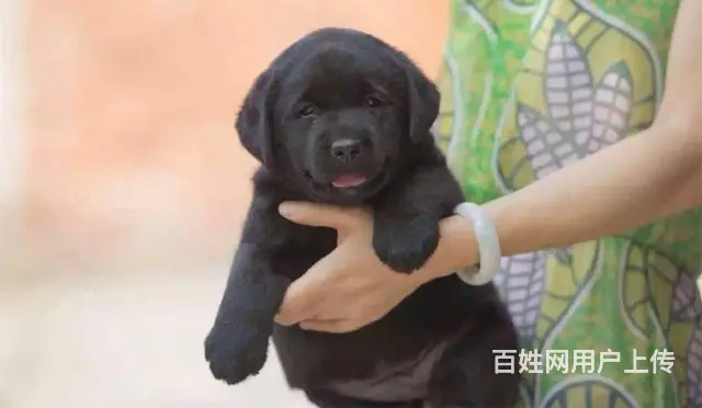 出售赛级拉布拉多犬纯种拉布拉多价格哪里卖拉布拉多 - 图片 2