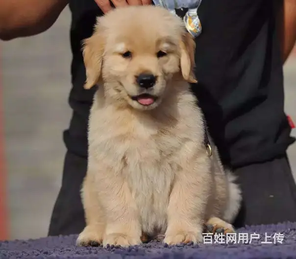 出售纯种大骨量 美系大脑袋金毛 带健康证书 - 图片 6