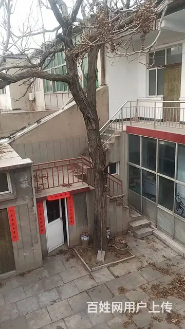 香椿树 - 图片 2