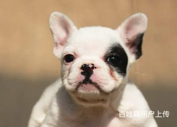 锦州哪里有基地直销高品质法国斗牛犬出售，公母均有多 - 图片 1