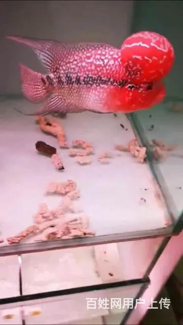 泰国罗汉鱼专卖 - 图片 2