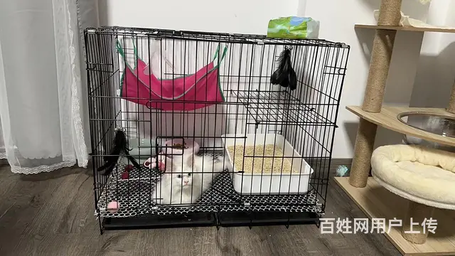 捡漏 纯白缅因弟弟 - 图片 3