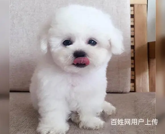 滨州比熊犬舍位置 本地比熊犬舍地址在哪儿 - 图片 5