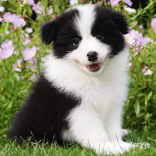 [货到付款犬舍]辽阳有边牧犬卖吗 边牧多少钱图 - 图片 2