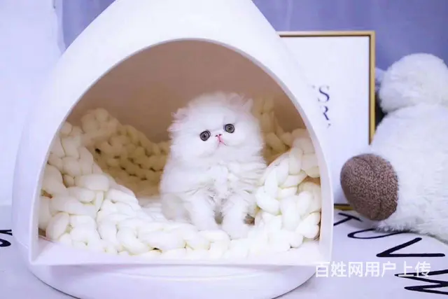 哪里有波斯猫卖的 波斯猫猫价格 波斯猫寿命 - 图片 6