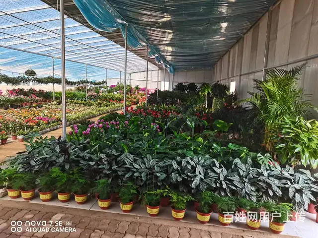 【创美】万家疃市场附近花卉大棚仓库转让 - 图片 7