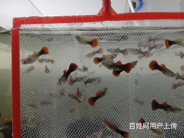 出巴西褶扇孔雀鱼 - 图片 5