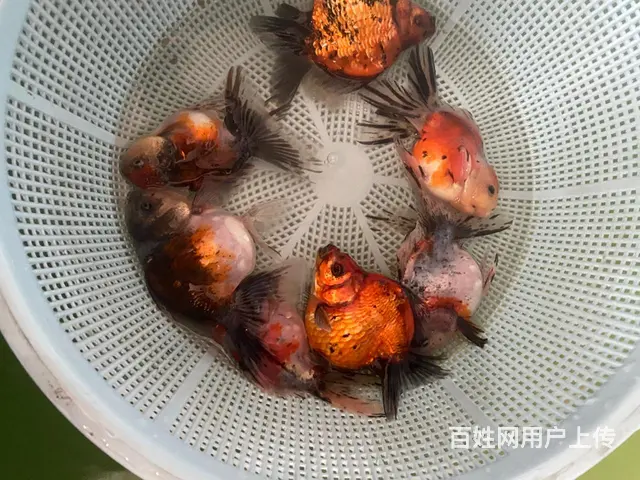 出售元宝鎏金，元宝泰狮，花泰狮 - 图片 5