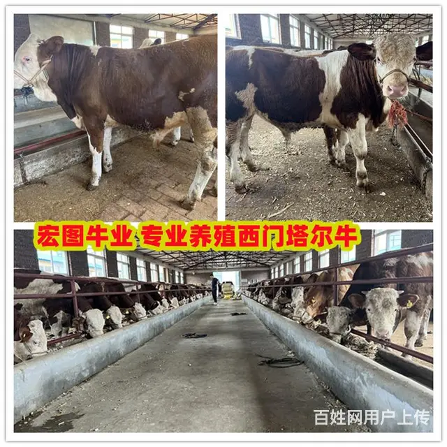 七个月 西门塔尔牛大母牛 新的价格 - 图片 2