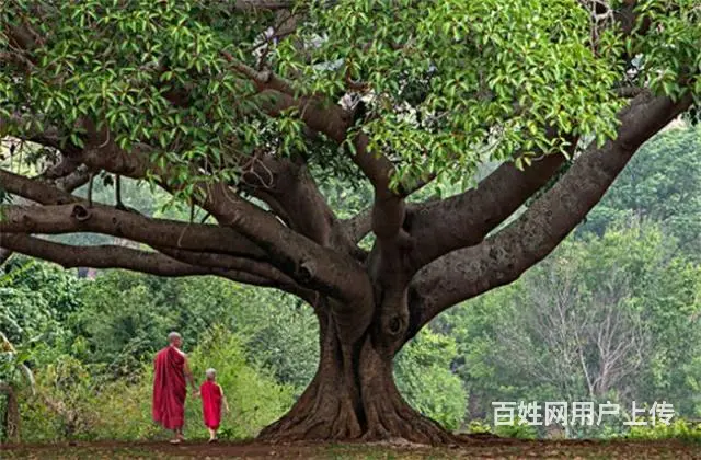 信阳仿真菩提树制作 - 图片 1
