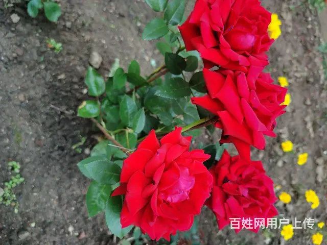 独栋四合院 - 图片 5