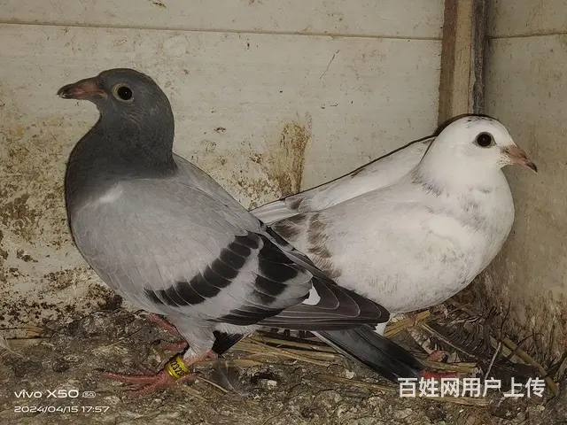 50一对 - 图片 4