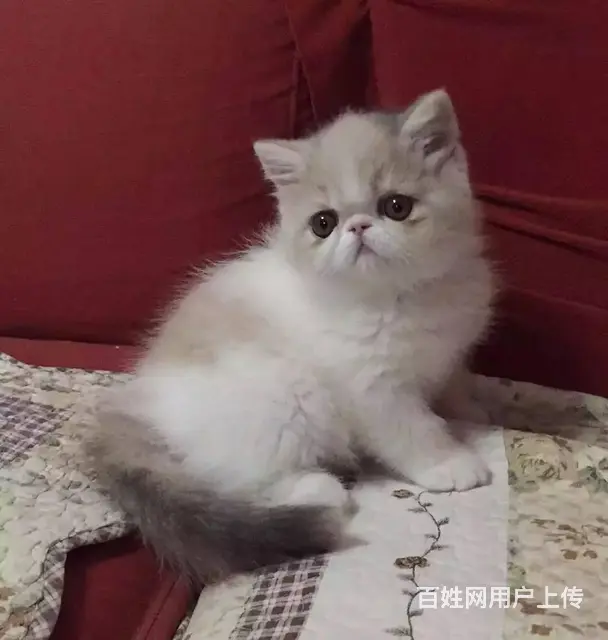 免费领养：贝贝想要个家 - 图片 3