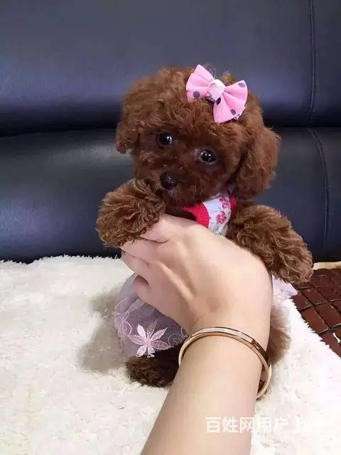 包头【泰迪犬舍】地址泰迪多少钱一只 - 图片 1