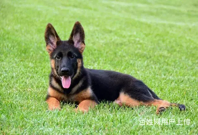 平顶山纯种德国牧羊犬赛级德牧赛系德牧 签署协议 品 - 图片 5