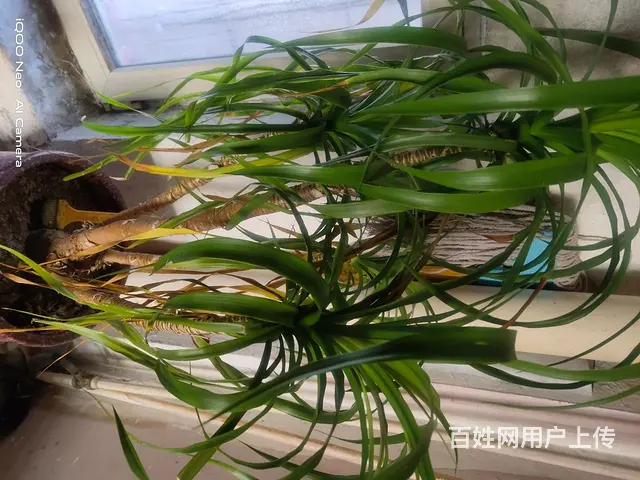 自己家养的花 - 图片 8