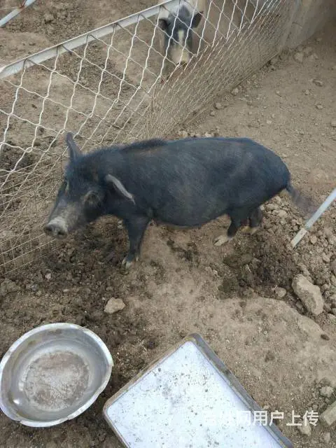 纯散养巴马香猪年猪出售、巴马烤乳猪订购 - 图片 3
