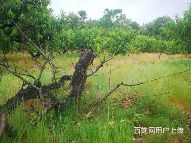 寻三观一致者，白首不相弃！ - 图片
