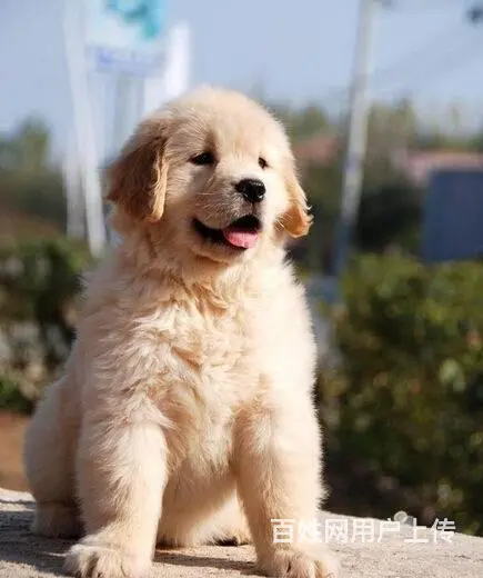 北京精品金毛犬 美系大头金毛犬出售 金毛犬舍 - 图片 3