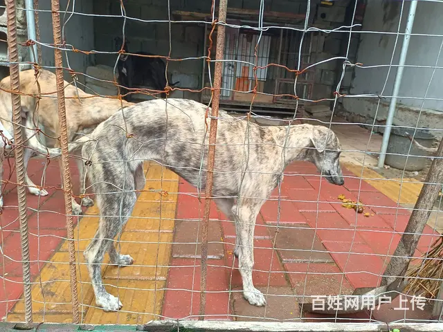 精品一代格惠 - 图片