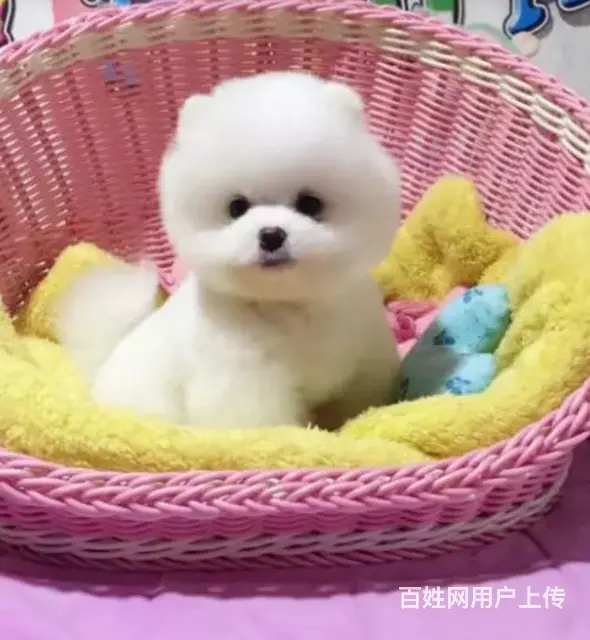 邢台比熊怎么卖 纯种比熊 家养比熊 疫苗齐全 - 图片 2